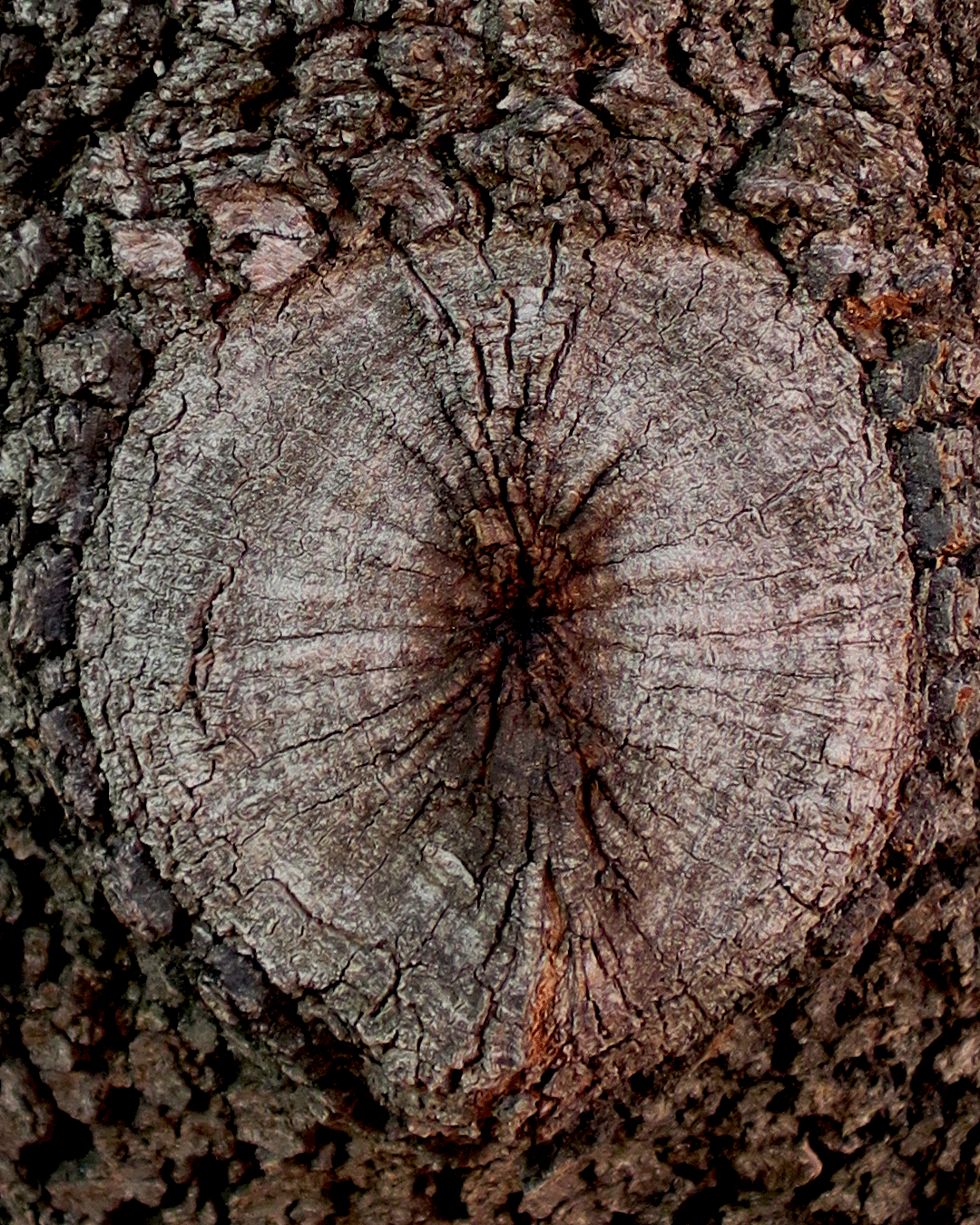 Inspiration for Orto Parisi Stercus