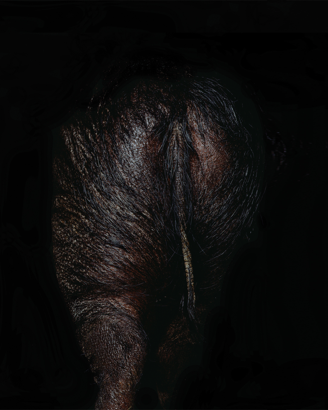 Branding image for Stercus