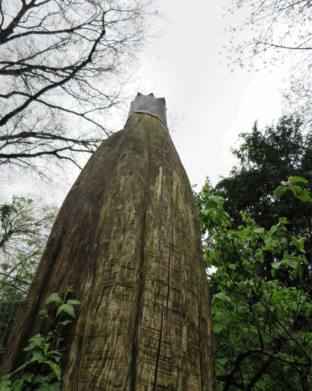 Image of tree for Viride